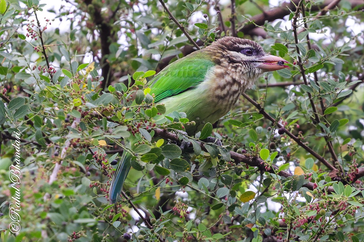 hvitkinnskjeggfugl - ML644650593