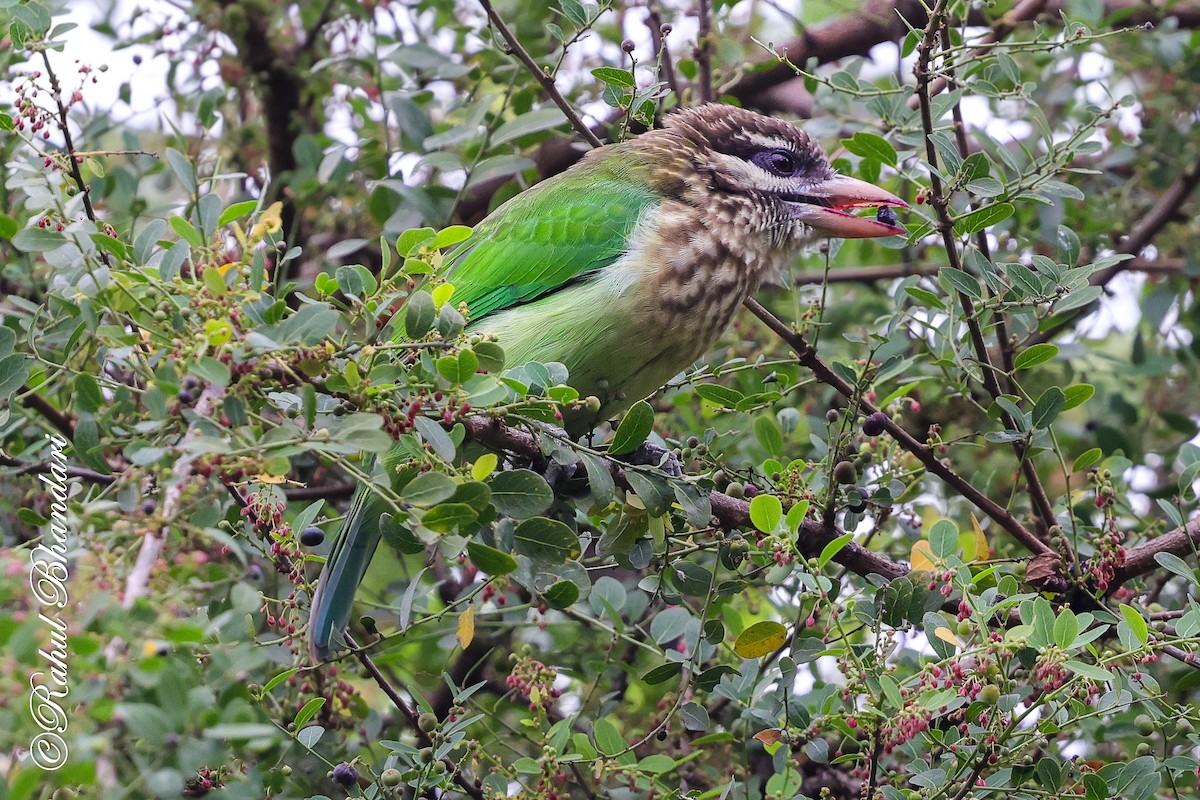 hvitkinnskjeggfugl - ML644650595