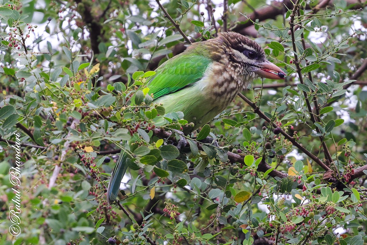 hvitkinnskjeggfugl - ML644650596