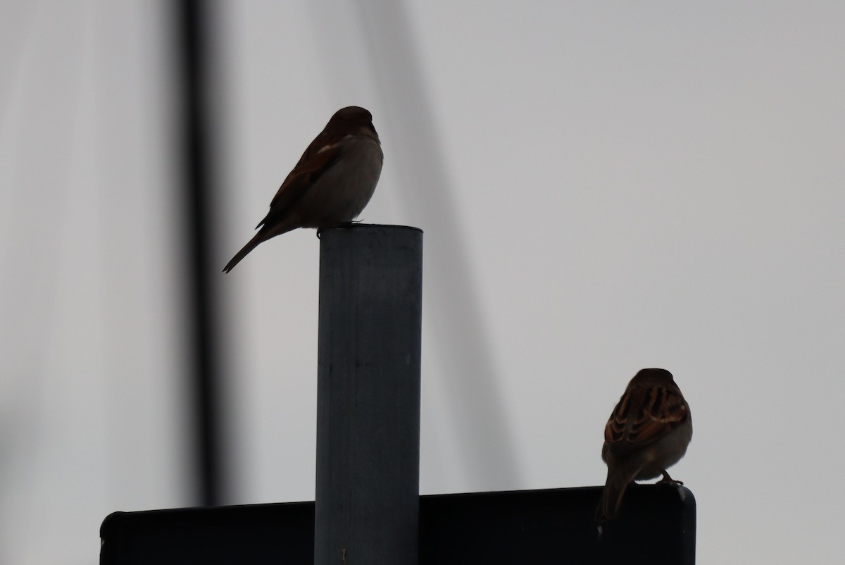 Горобець італійський - ML644650598