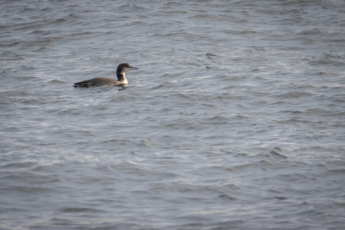 Common Loon - ML644650599