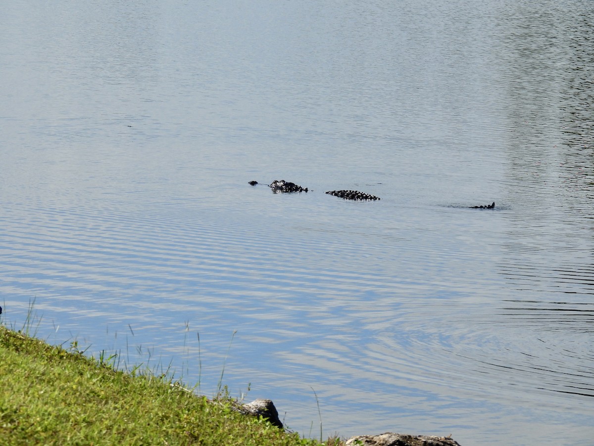 American Alligator - ML644650603