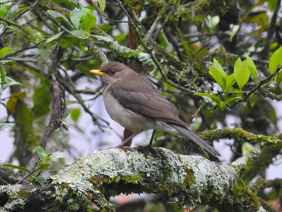 Creamy-bellied Thrush - ML644650605