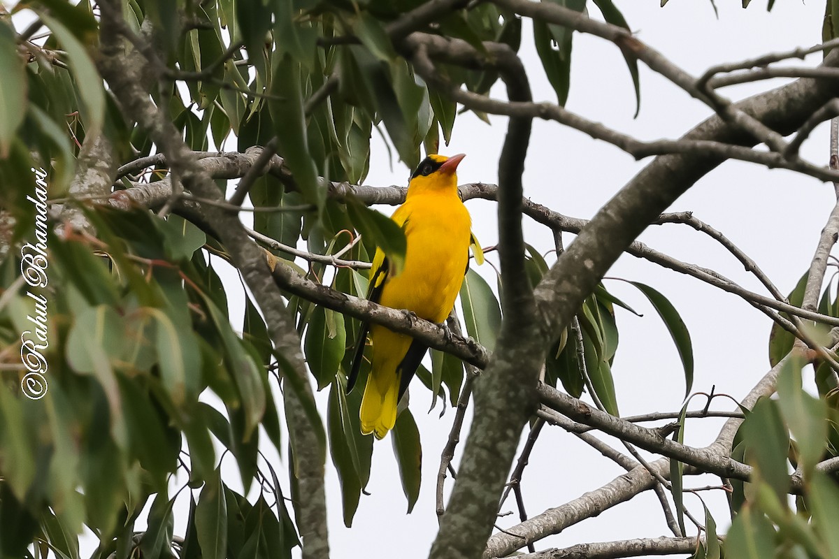 indiapirol - ML644650606