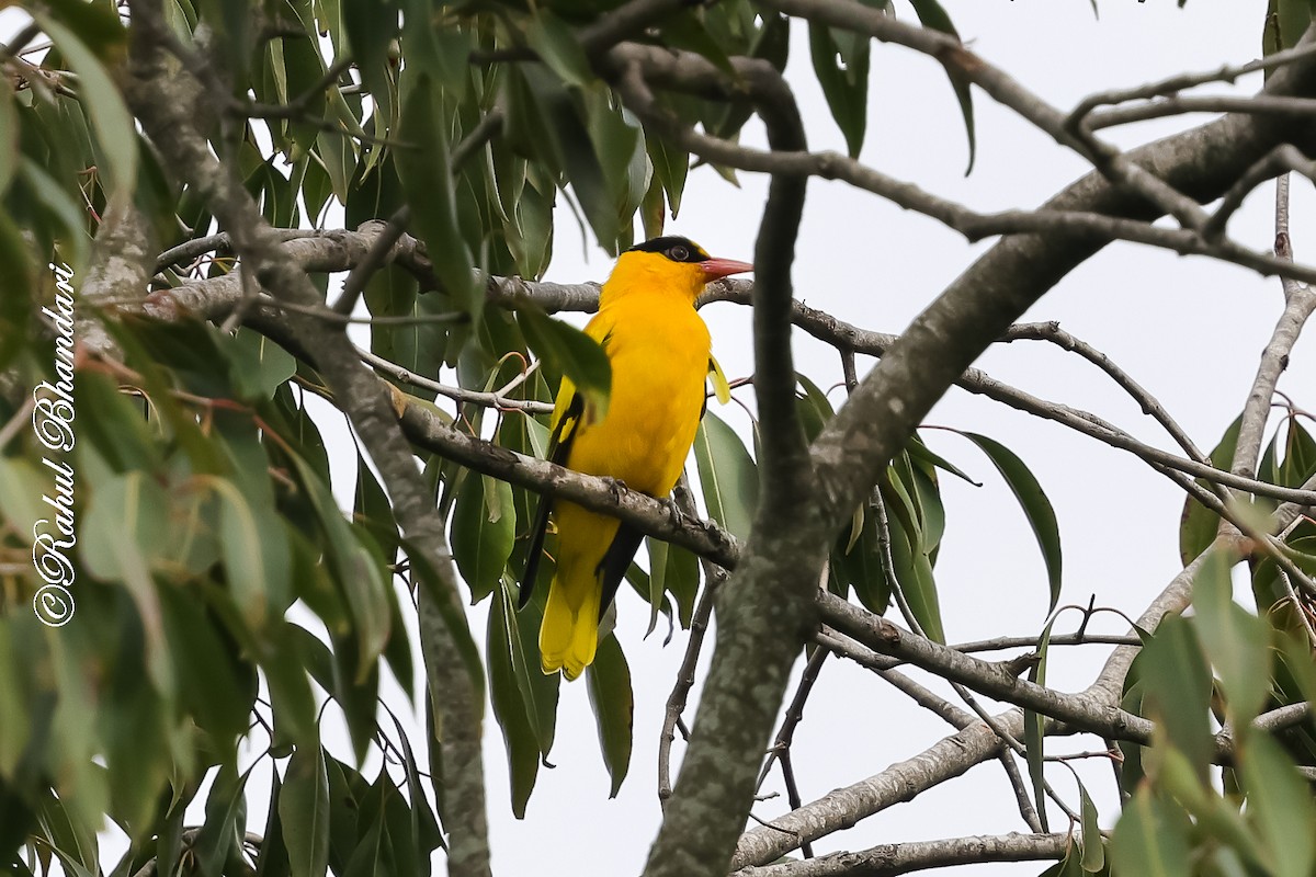 indiapirol - ML644650607