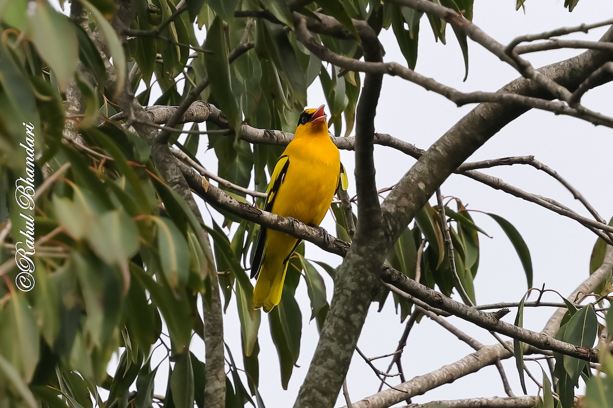 indiapirol - ML644650608