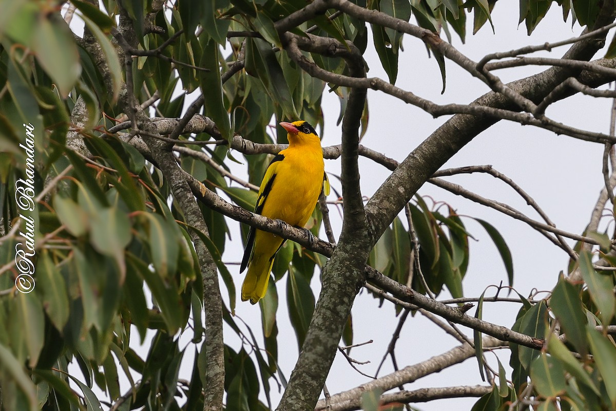 indiapirol - ML644650609