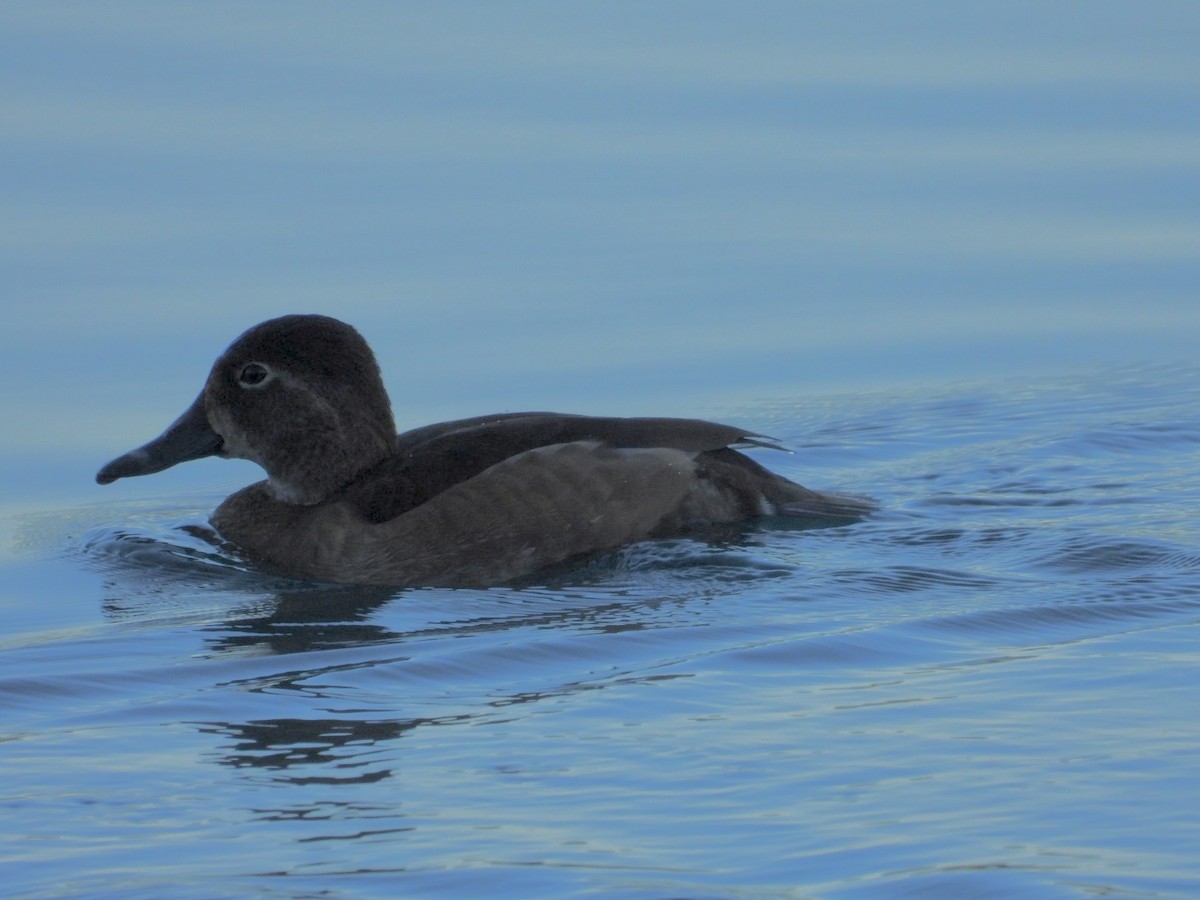 Ring-necked Duck - ML644650611