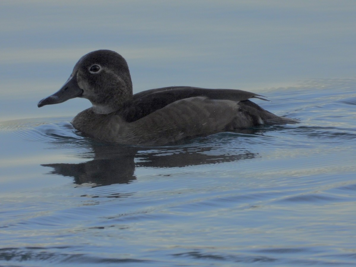 Ring-necked Duck - ML644650612