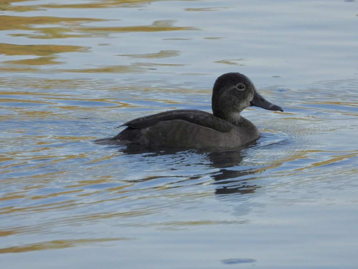 Ring-necked Duck - ML644650613