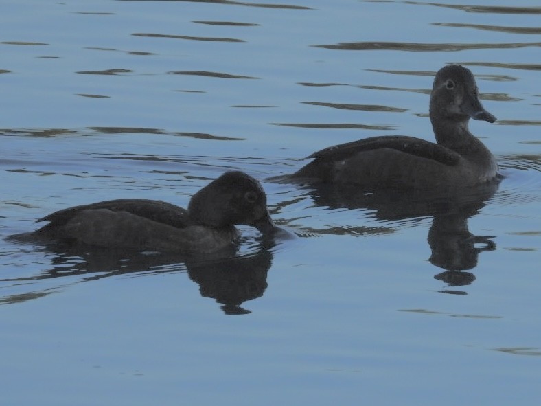 Ring-necked Duck - ML644650614