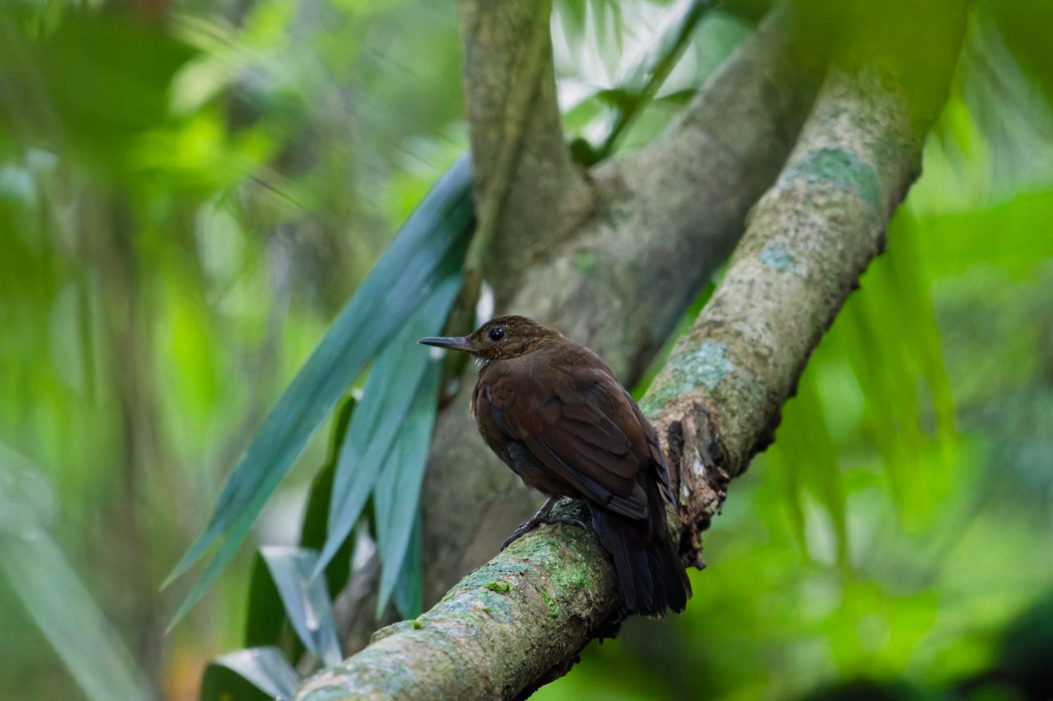 Scaly-throated Leaftosser - ML644650623