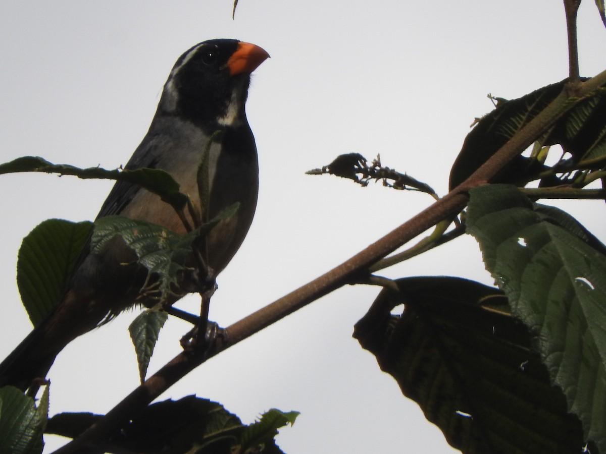 Golden-billed Saltator - ML644650624