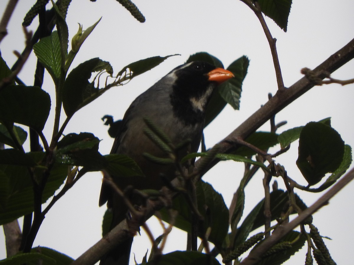 Golden-billed Saltator - ML644650625