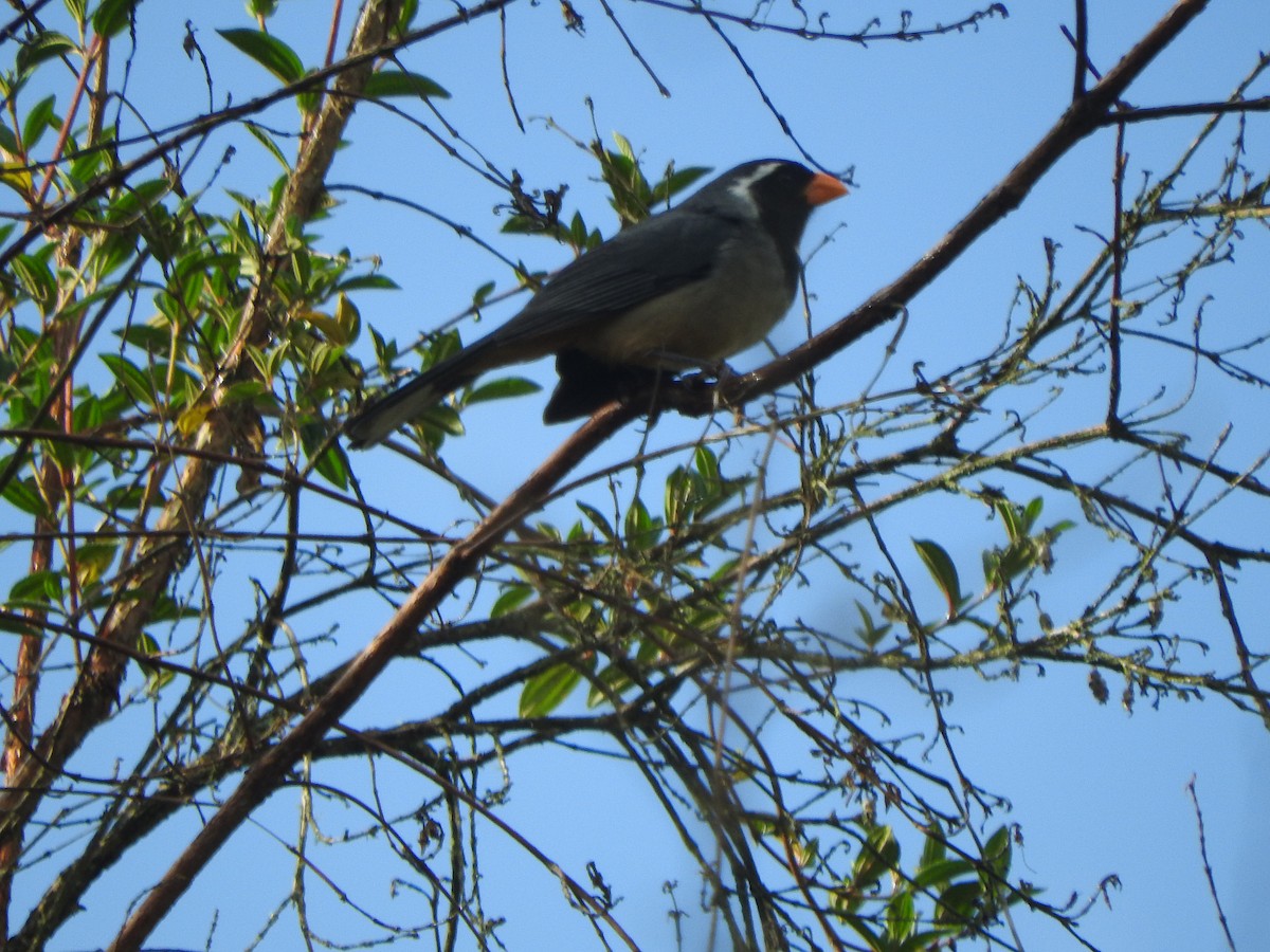 Golden-billed Saltator - ML644650626