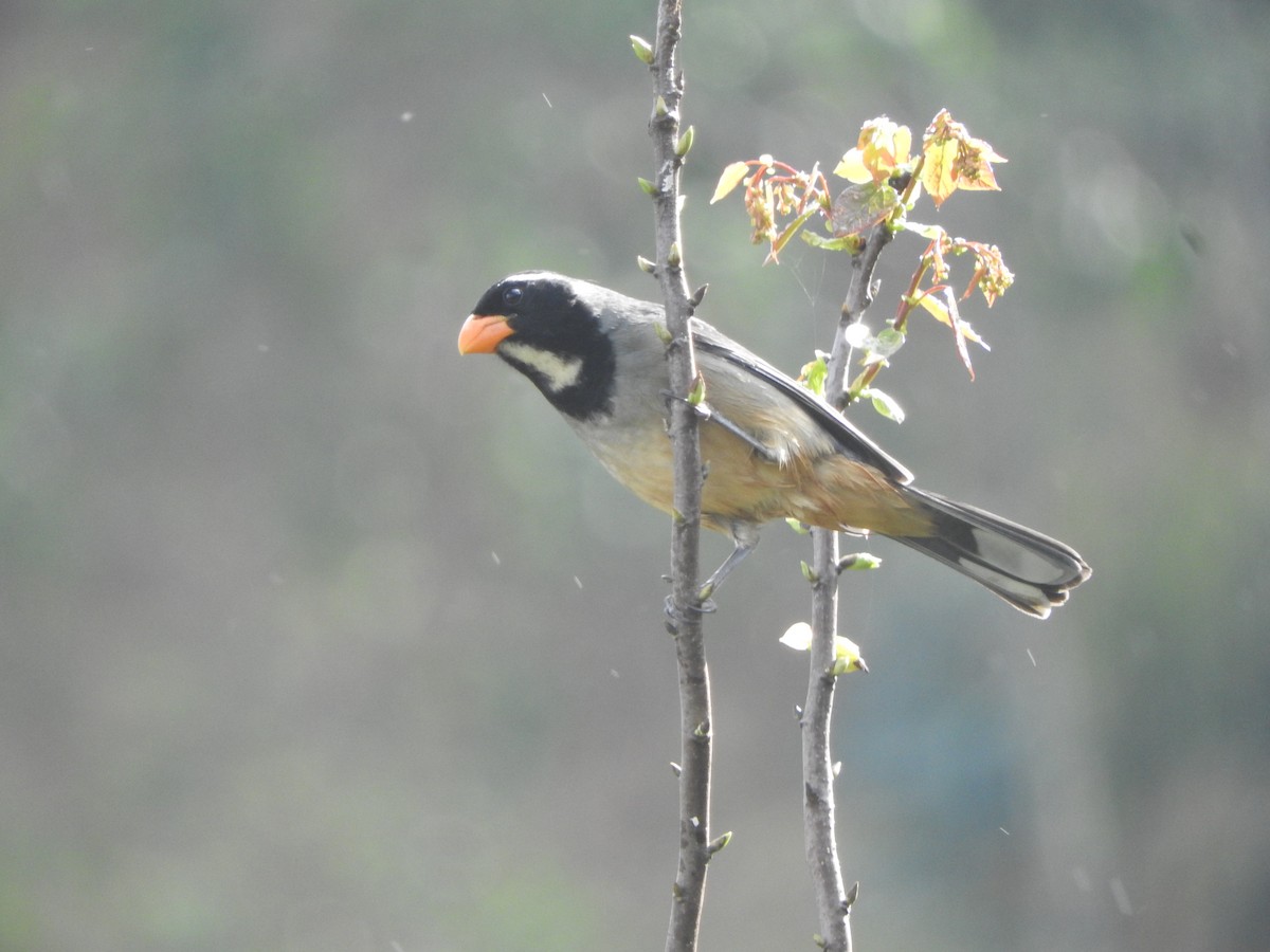 Golden-billed Saltator - ML644650627