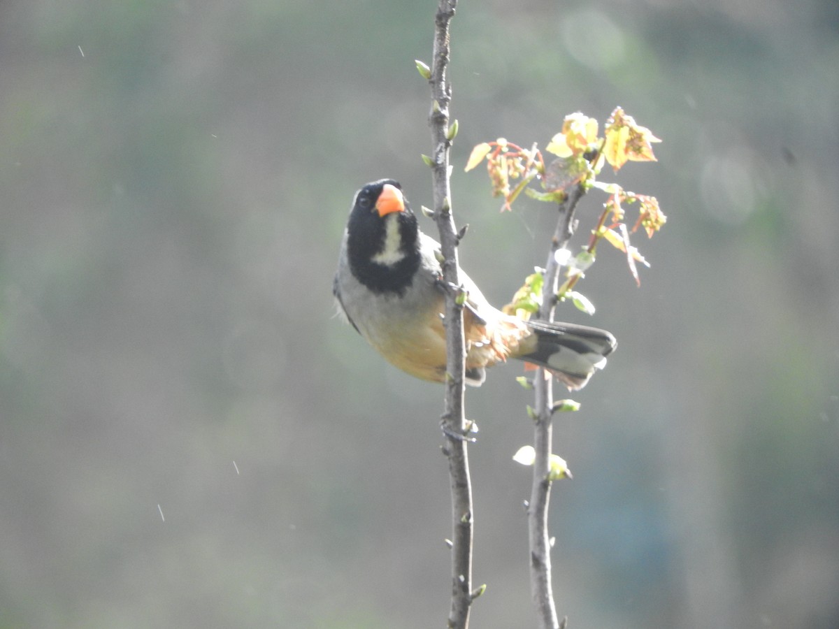 Golden-billed Saltator - ML644650628