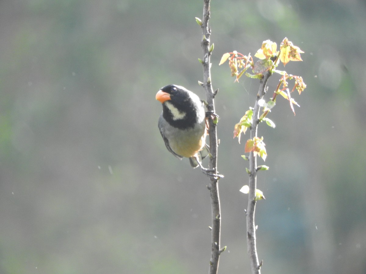 Golden-billed Saltator - ML644650629