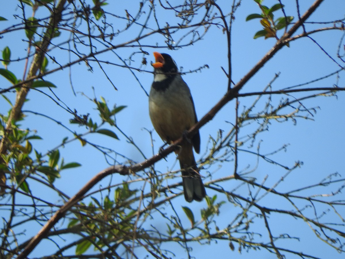 Golden-billed Saltator - ML644650630