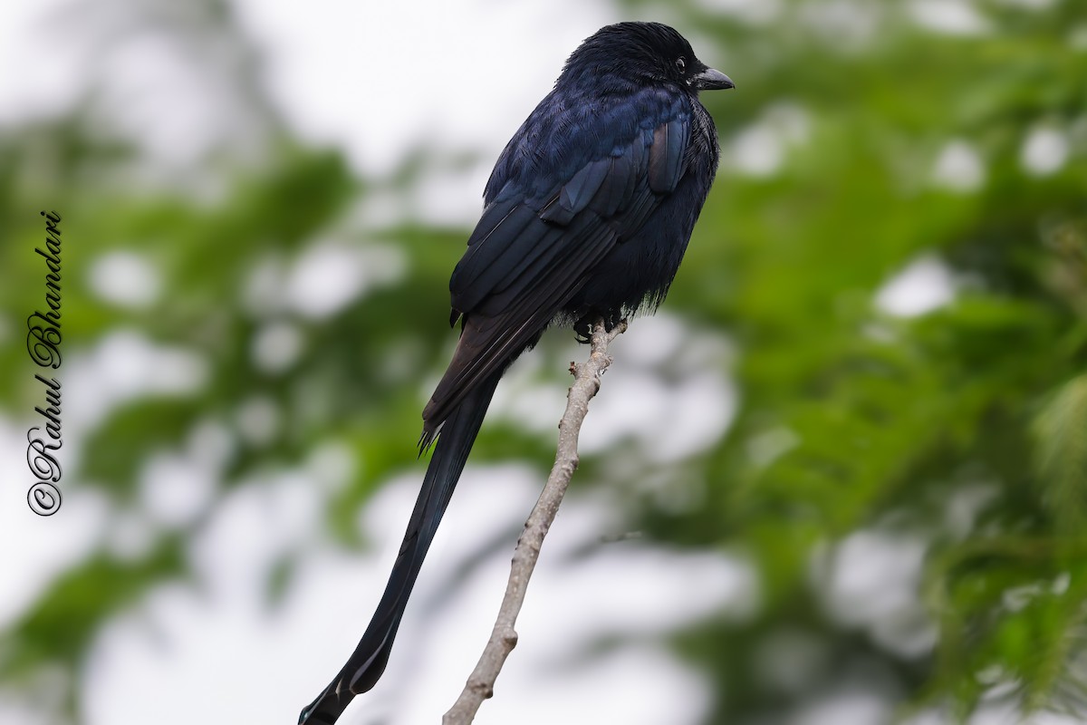 svartdrongo - ML644650631