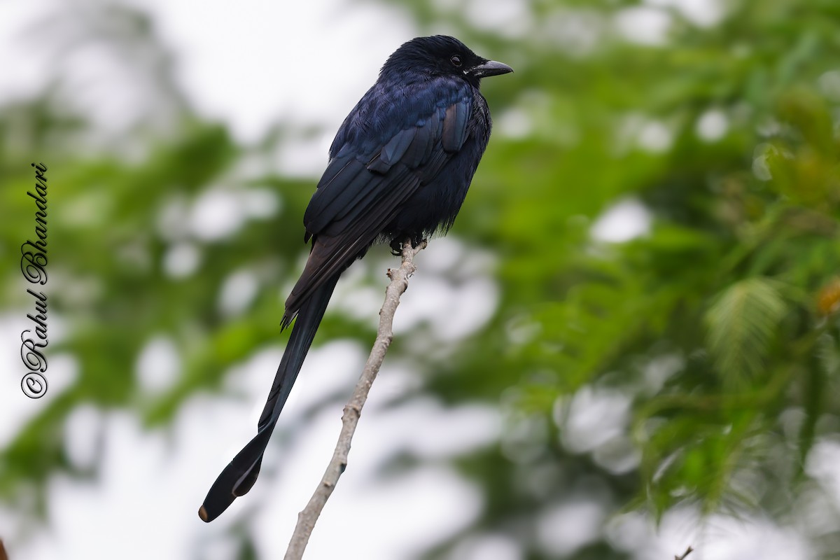 svartdrongo - ML644650632