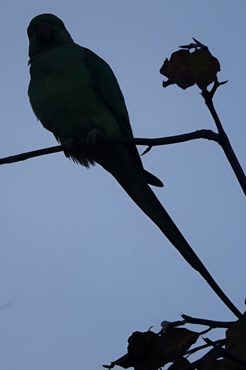 Попугай Крамера - ML644650643