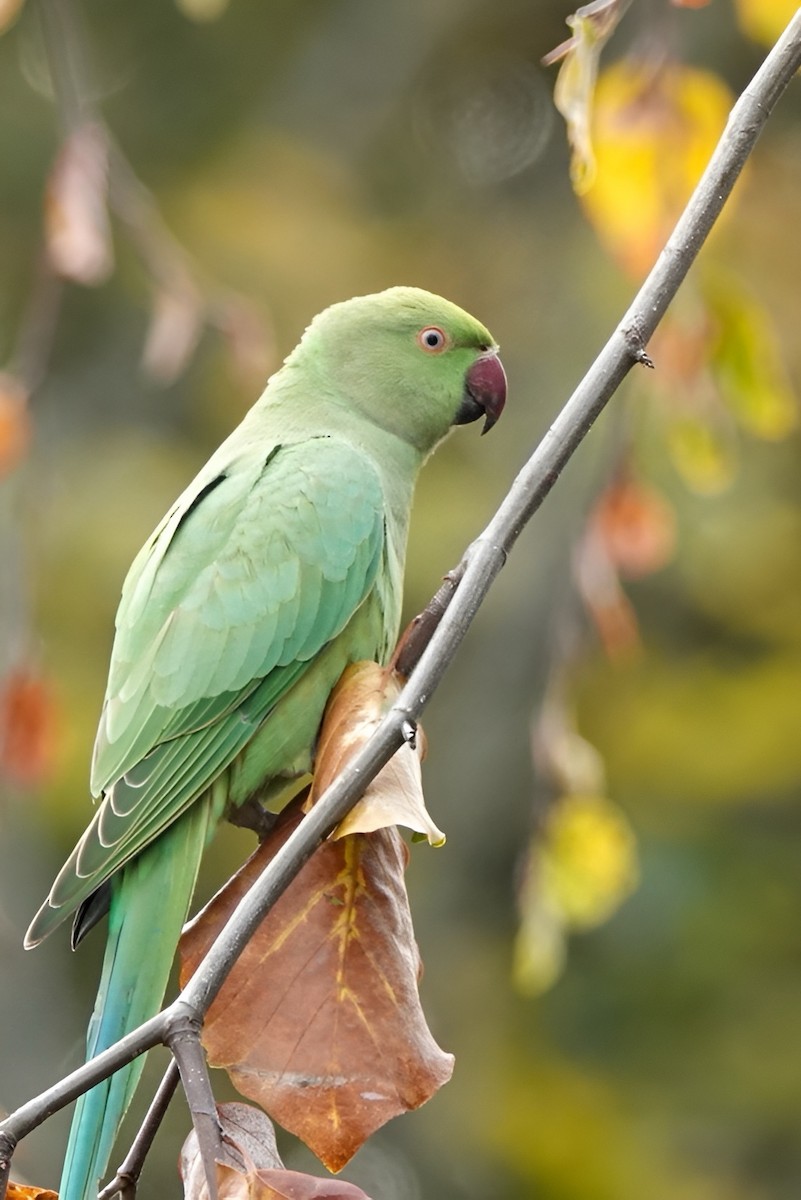 Попугай Крамера - ML644650644