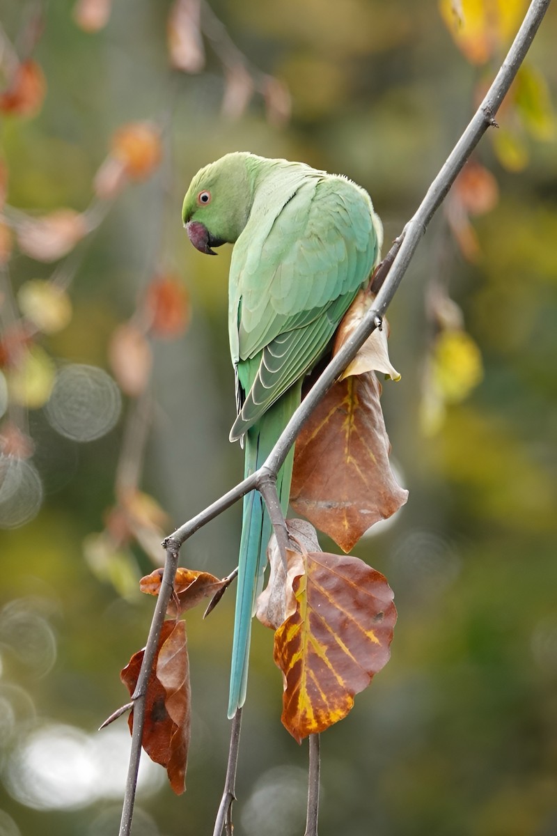 Попугай Крамера - ML644650645