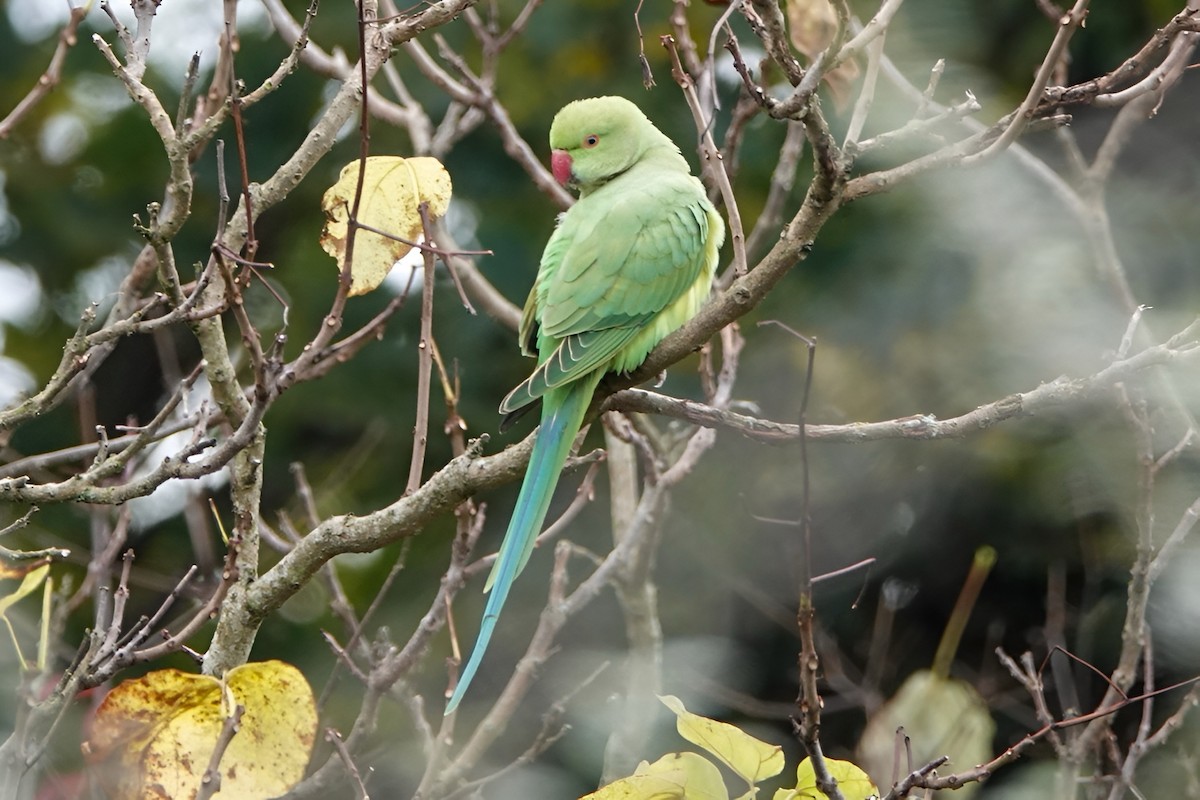 Попугай Крамера - ML644650646