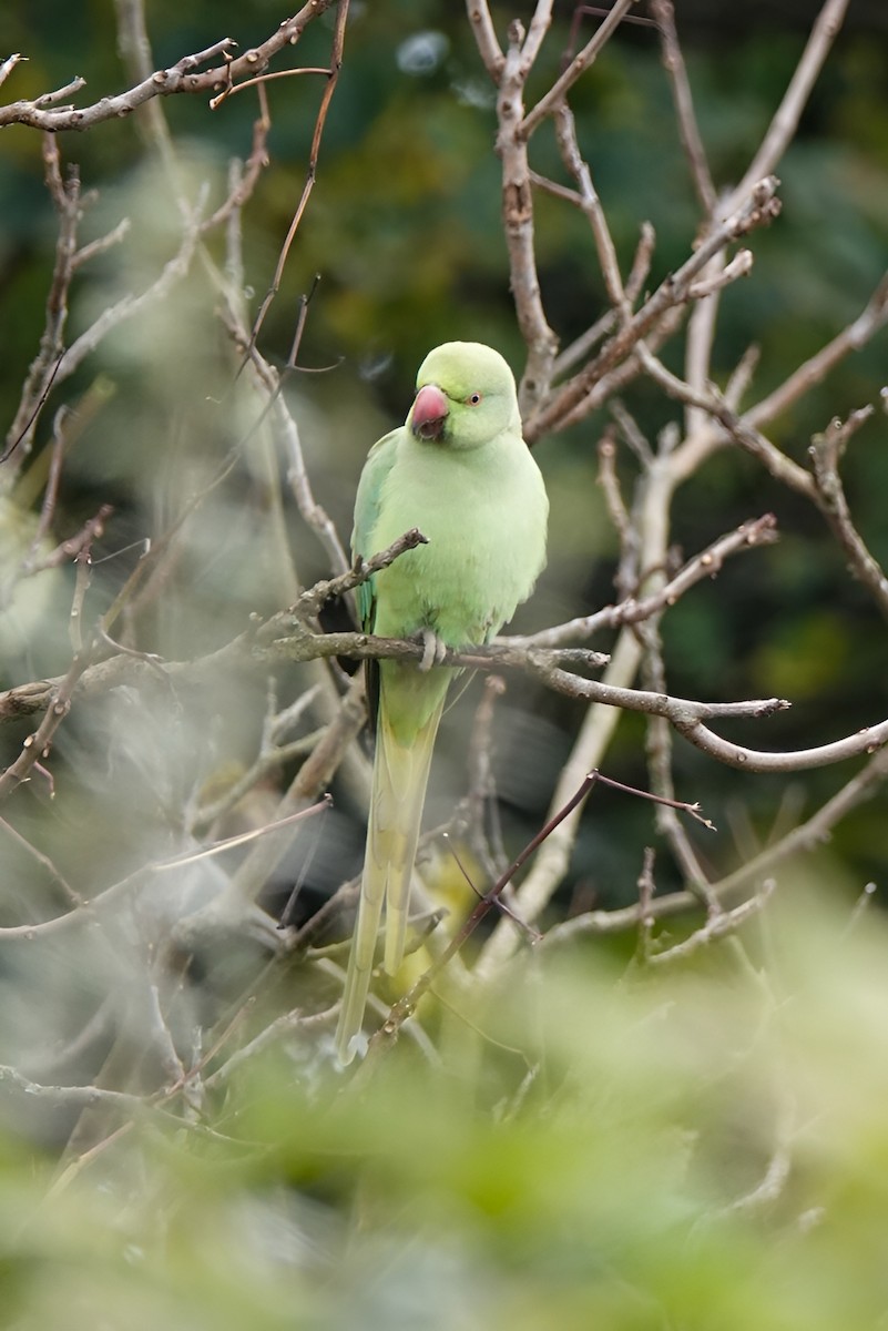 Попугай Крамера - ML644650647