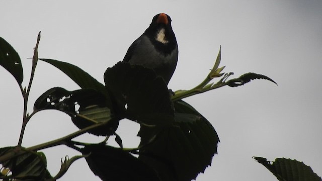 Golden-billed Saltator - ML644650648