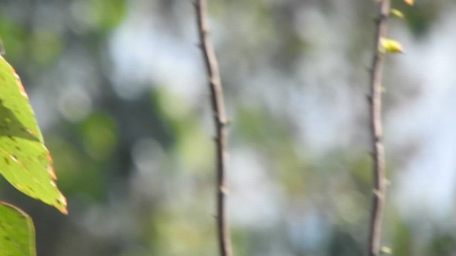 Golden-billed Saltator - ML644650649