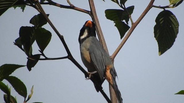 Golden-billed Saltator - ML644650654
