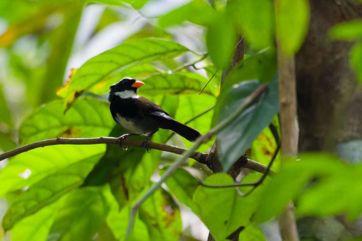 Orange-billed Sparrow - ML644650655