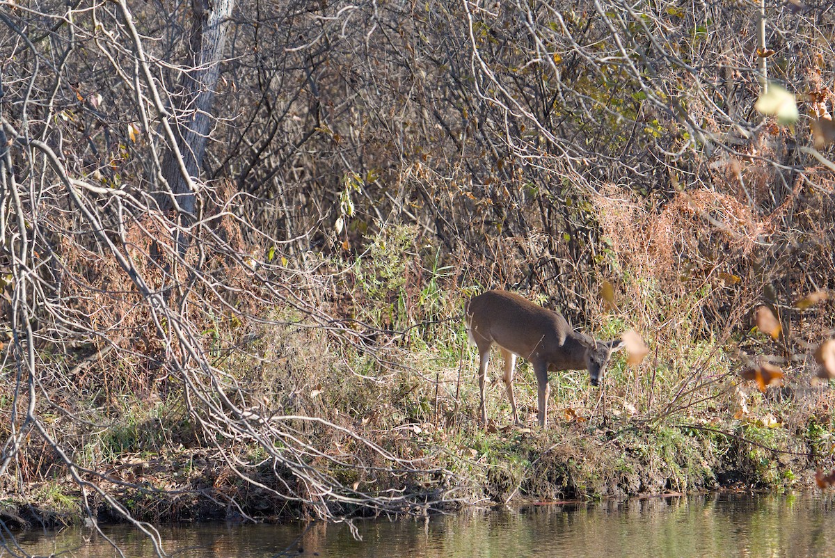 White-tailed Deer - ML644650656