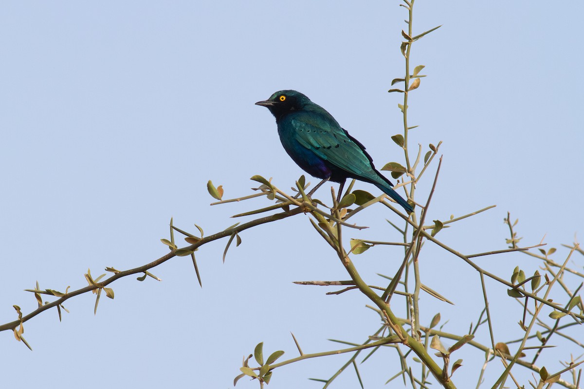 Grünschwanz-Glanzstar - ML644650657