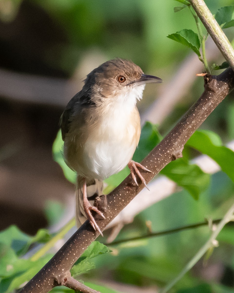 アカガオセッカ - ML644650658