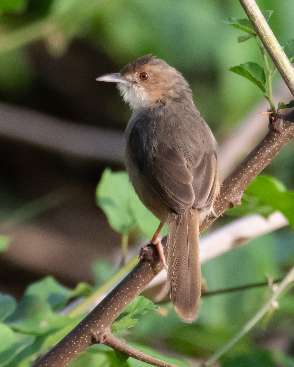 アカガオセッカ - ML644650659