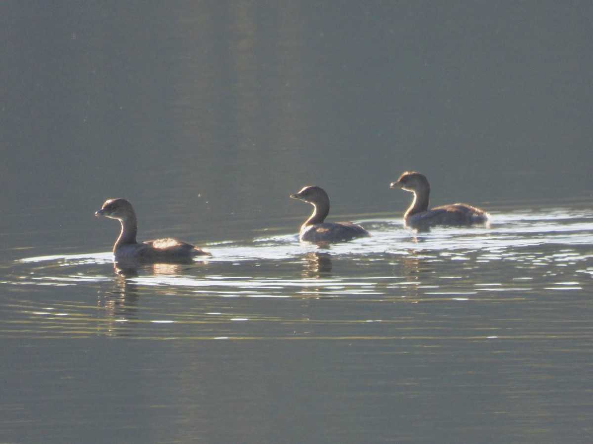 Pied-billed Grebe - ML644650661