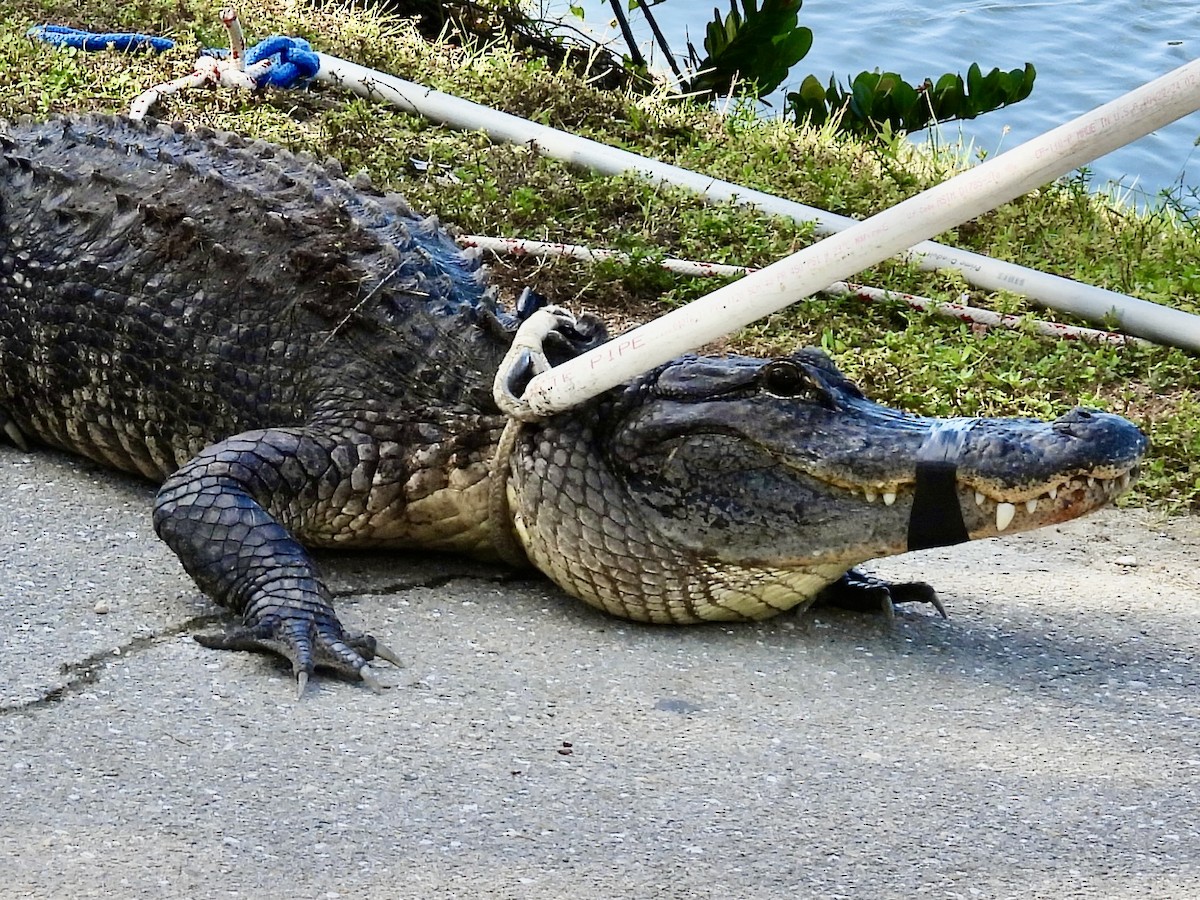 American Alligator - ML644650662