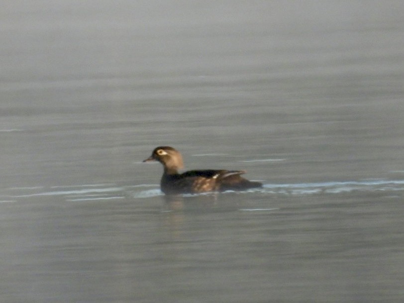 Wood Duck - ML644650673