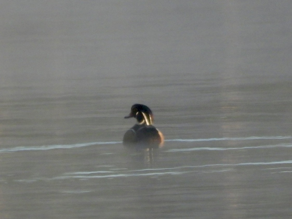 Wood Duck - ML644650674