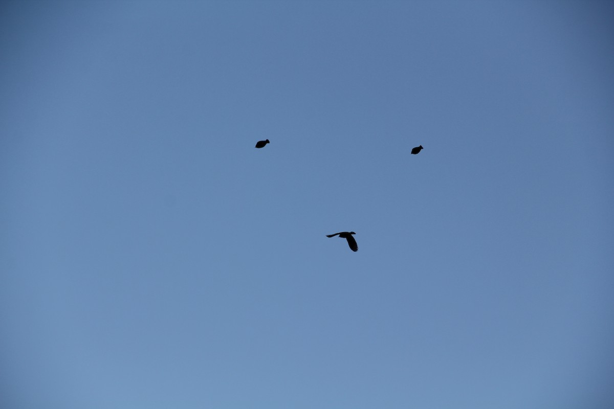 Braunkopf-Kuhstärling - ML644650708