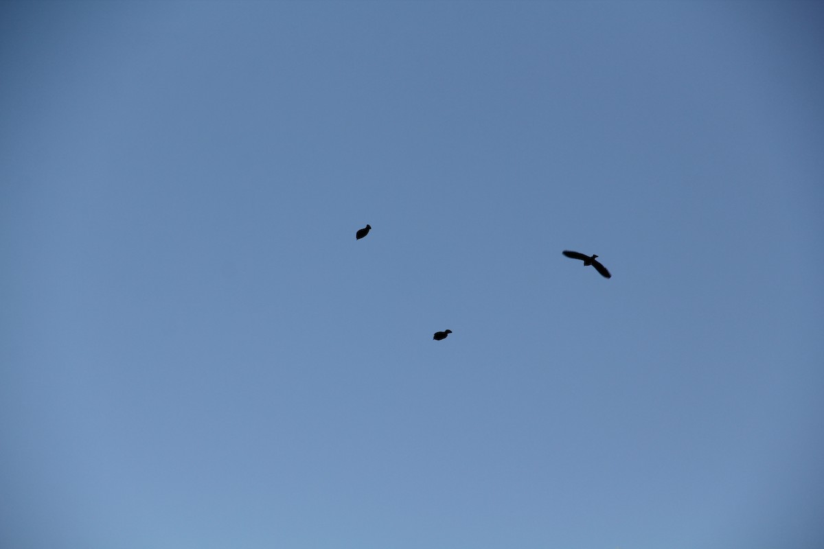 Braunkopf-Kuhstärling - ML644650709