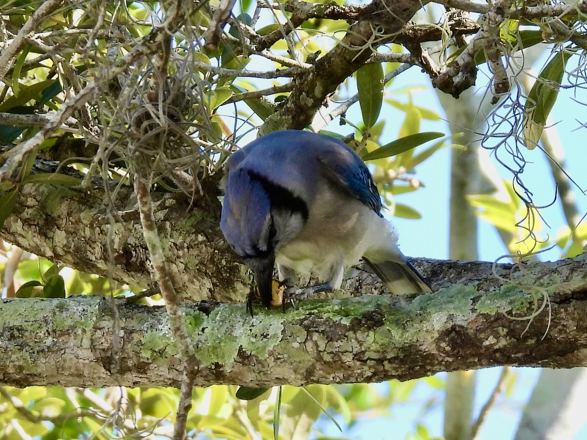 Blue Jay - ML644650712