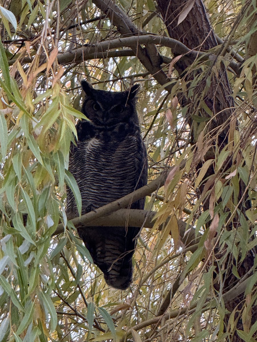 Grand-duc d'Amérique - ML644650713