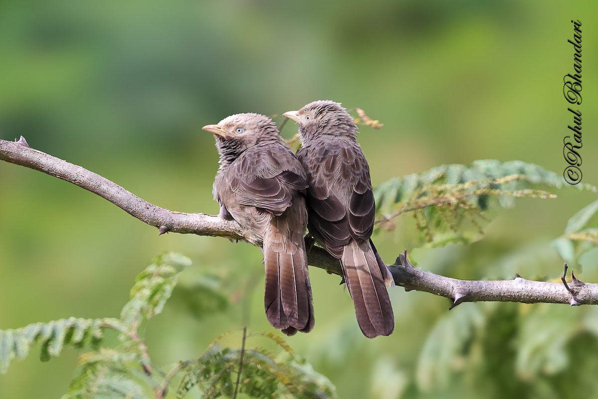 gulnebbskriketrost - ML644650714