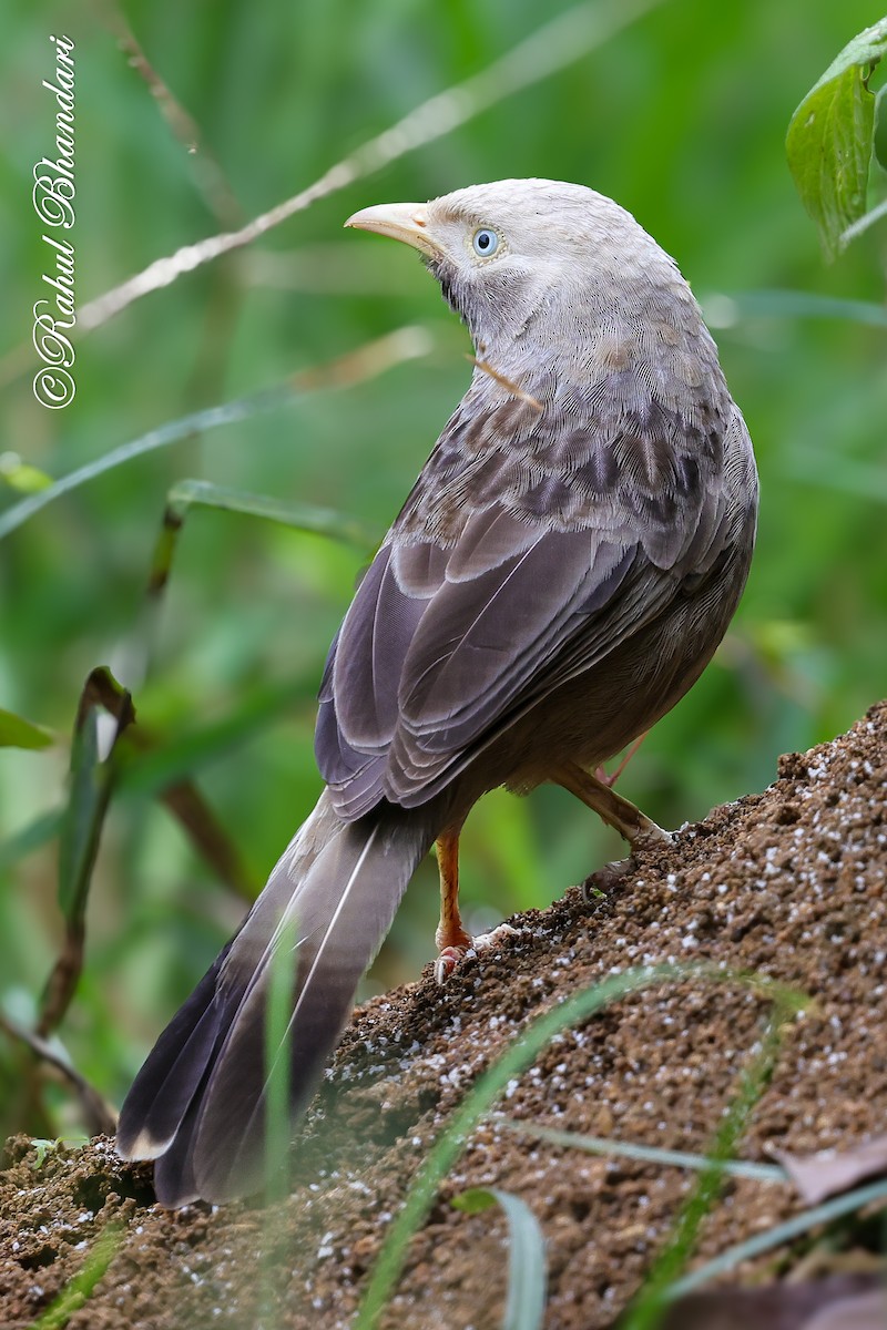 gulnebbskriketrost - ML644650715