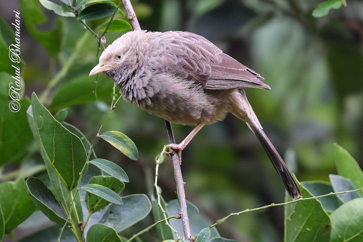 gulnebbskriketrost - ML644650716