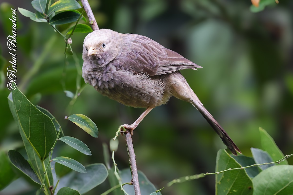 Кратеропа жовтодзьоба - ML644650717